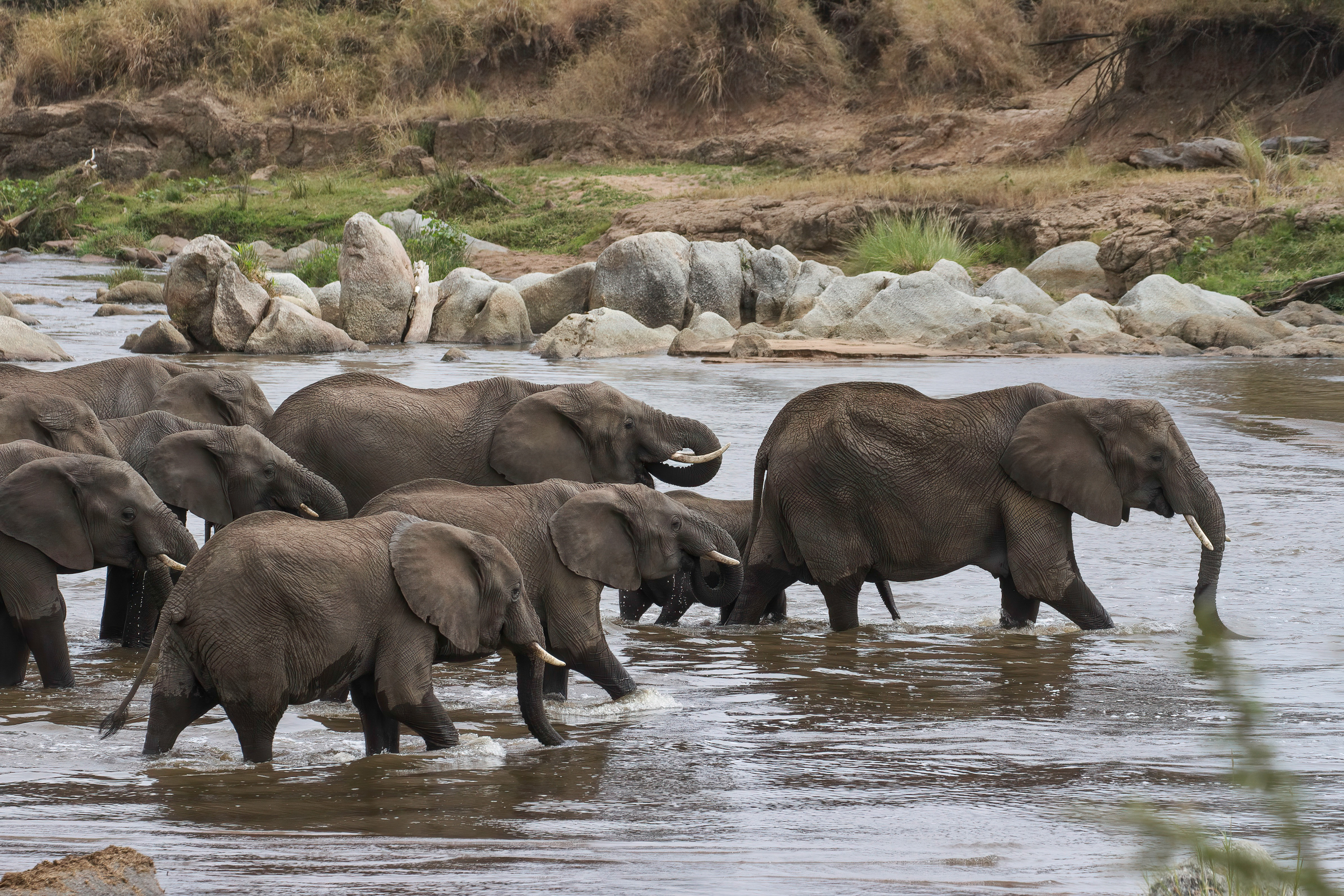 Tarangire Elephant Haven